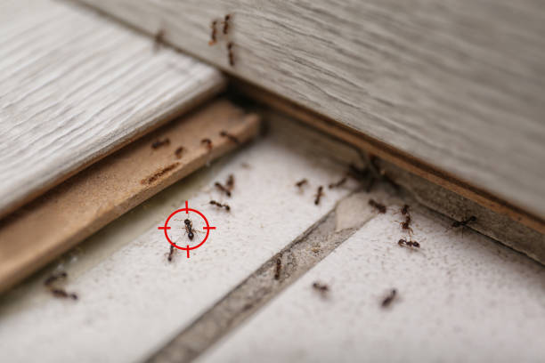 Best Wasp Removal Services  in Clay Center, KS