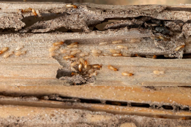 Best Pest Prevention Services  in Clay Center, KS